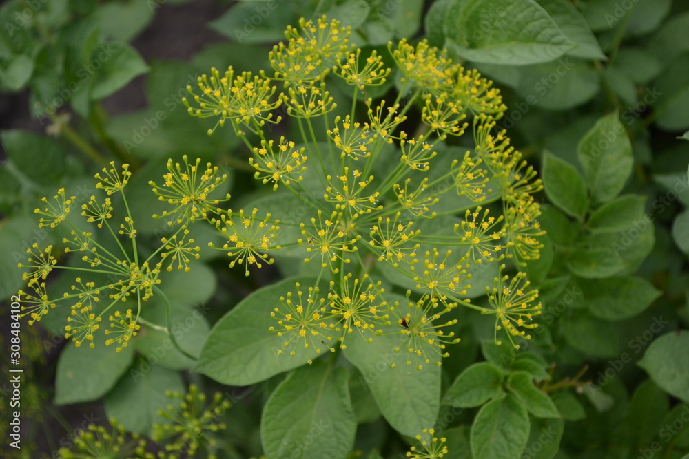 Anethum graveolens. Green leaves, bushes. Gardening. Home. Dill. Monotypic genus of short-lived annual herbaceous plants. Essential oil. Popular cooking seasoning Anethum graveolens. Green leaves, bushes. Gardening. Home. Dill. Monotypic genus of short-lived annual herbaceous plants. Essential oil. Popular cooking seasoning
