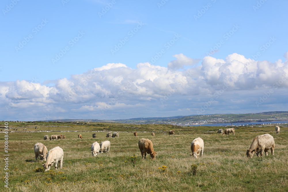 Cattle grazing in a field in ireland