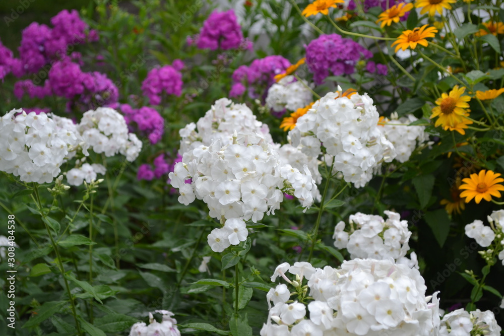 Gardening. Home garden, flower bed. House, field. Beautiful inflorescences. Phlox flower. Perennial herbaceous plant. High branches. White flowers