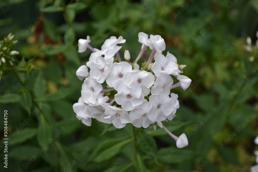 Green. Gardening. Home garden, bed. Beautiful. Phlox flower. Perennial herbaceous plant. High branches. White flowers Green. Gardening. Home garden, bed. Beautiful. Phlox flower. Perennial herbaceous plant. High branches. White flowers
