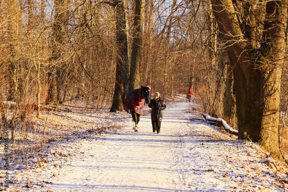 New year's walk in the woods two friends, a woman and a horse, a horse red hat
