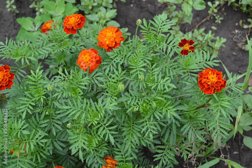 Gardening. Home garden, flower bed. House, field, farm, village. Beautiful inflorescences. Green leaves, bushes. Flower Marigold. Tagetes erecta. Flowering herb. Orange flowers Gardening. Home garden, flower bed. House, field, farm, village. Beautiful inflorescences. Green leaves, bushes. Flower Marigold. Tagetes erecta. Flowering herb. Orange flowers