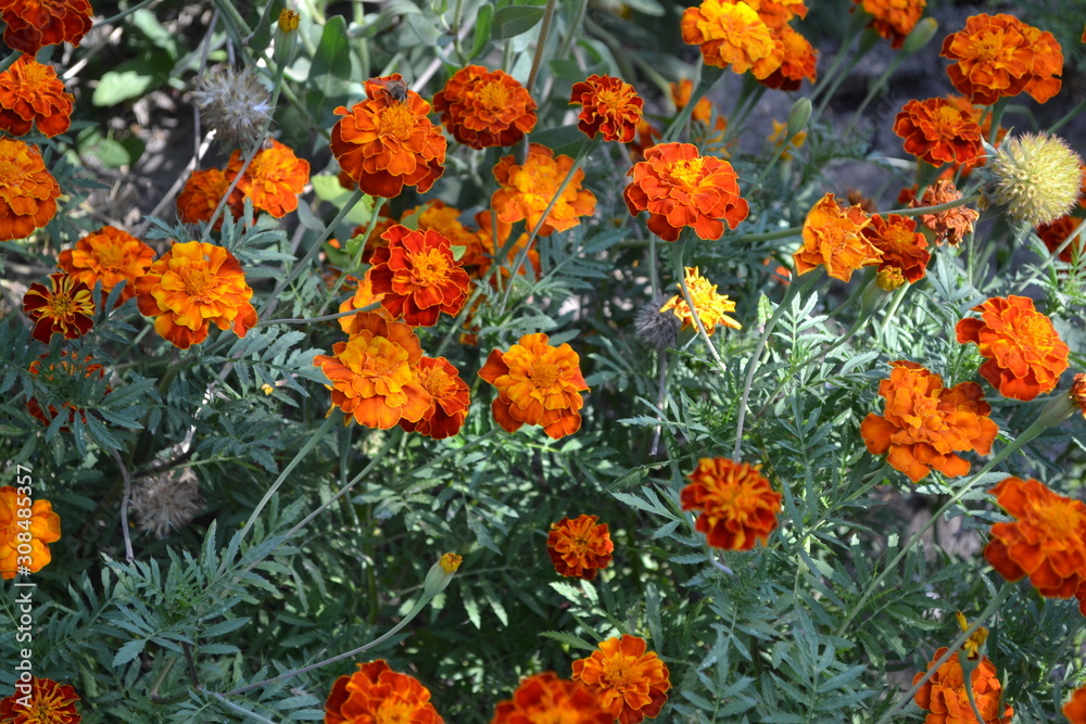 Gardening. Home garden, flower bed. House, field, farm. Beautiful inflorescences. Green leaves, bushes. Flower Marigold. Tagetes erecta. Flowering herb. Orange flowers Gardening. Home garden, flower bed. House, field, farm. Beautiful inflorescences. Green leaves, bushes. Flower Marigold. Tagetes erecta. Flowering herb. Orange flowers