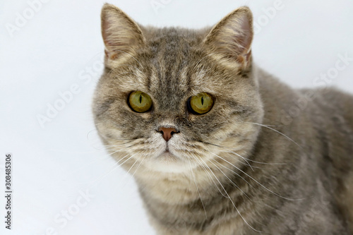 cat gray