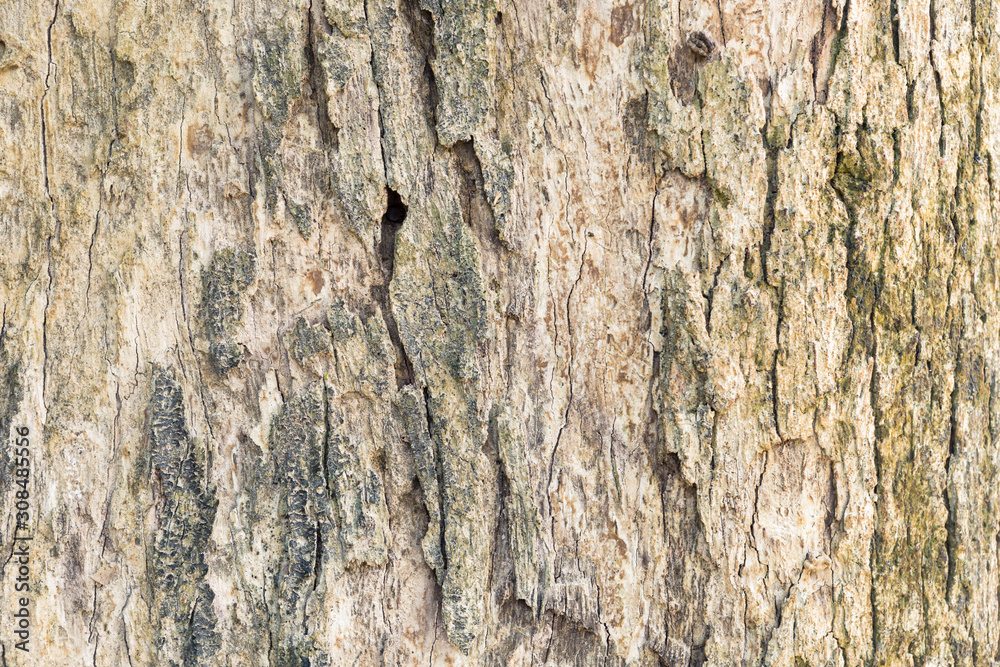 Old tree bark very detailed texture background Old tree bark very detailed texture background