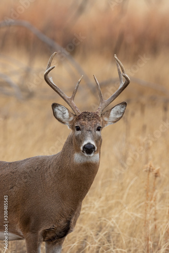 Whitetail Deer Buck in Autumn