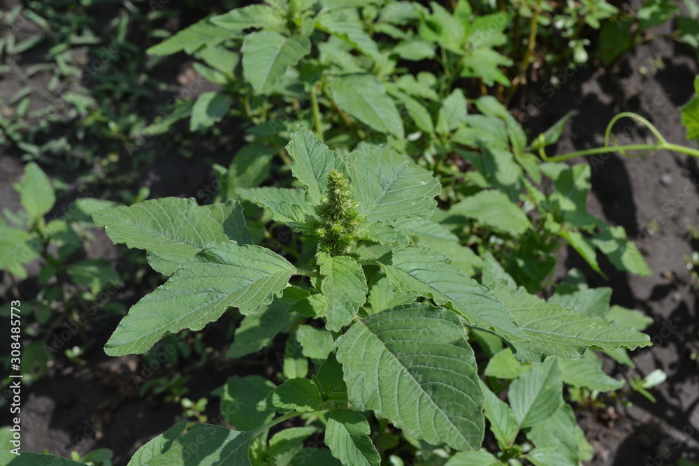 Amaranth. Amaranthus retroflexus. Green leaves, bushes. Gardening. Home garden, flower bed. House. Annual herbaceous plant. Weed Amaranth. Amaranthus retroflexus. Green leaves, bushes. Gardening. Home garden, flower bed. House. Annual herbaceous plant. Weed