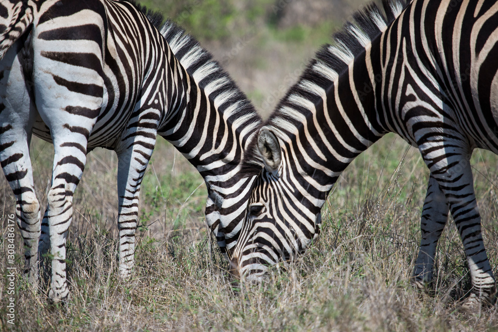 Fototapeta premium Zebras