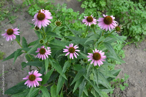 Home. Echinacea flower. Echinacea purpurea. Gardening. Perennial plant. Curative flowering plant. Purple flowers