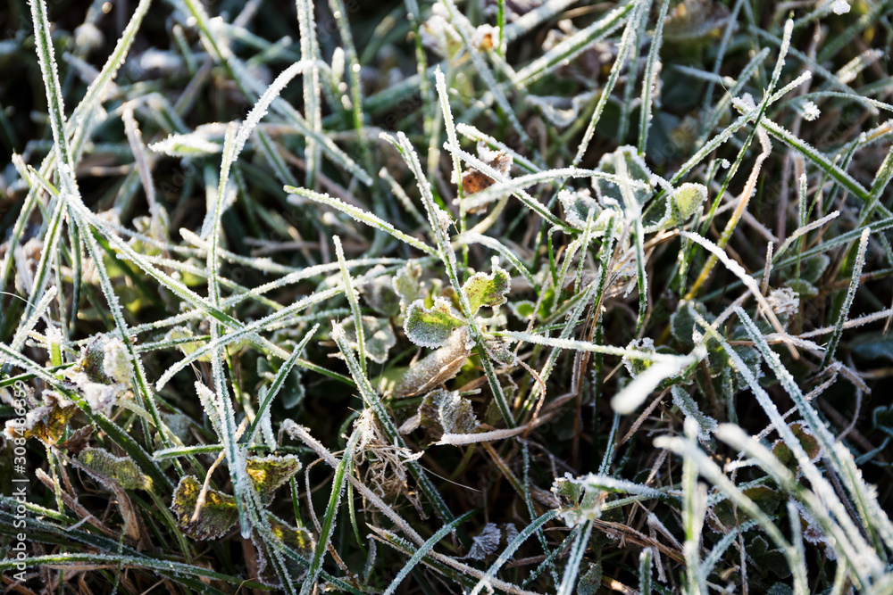 Morning dew froze on a green grass lawn and turned it into a white blanket