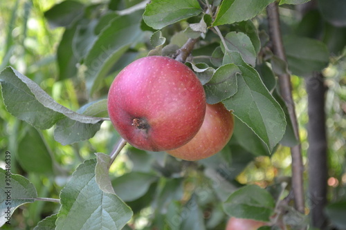 Apple. Gardening. Home. Fruitful tree. Juicy fruit. Tasty