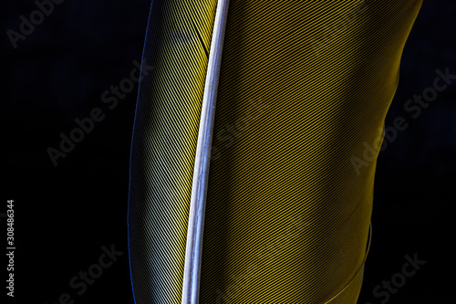 penas de arara canindé azul em close