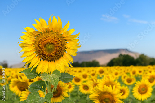 Big sunflower in sunflower field on  blue sky background 