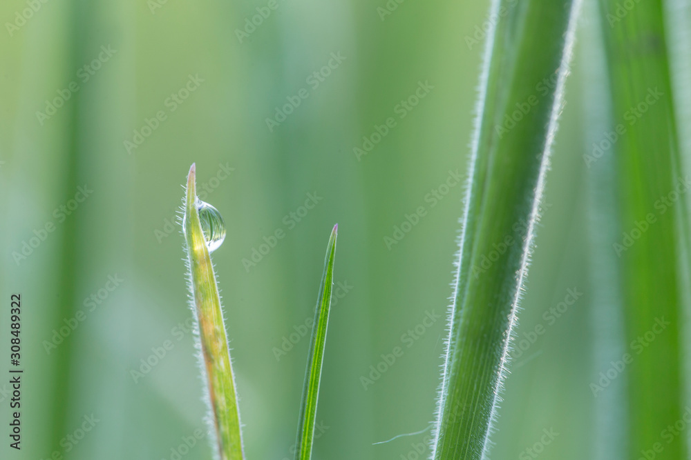 Green leaf and water drops close-up, natural green conception. Dew drops on green leaves, beautiful blurred bokeh background. green nature concept. earth day, save pure water concept.