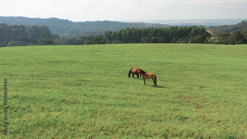 Aerial view orbiting horses on a green pasture Aerial view orbiting horses on a green pasture