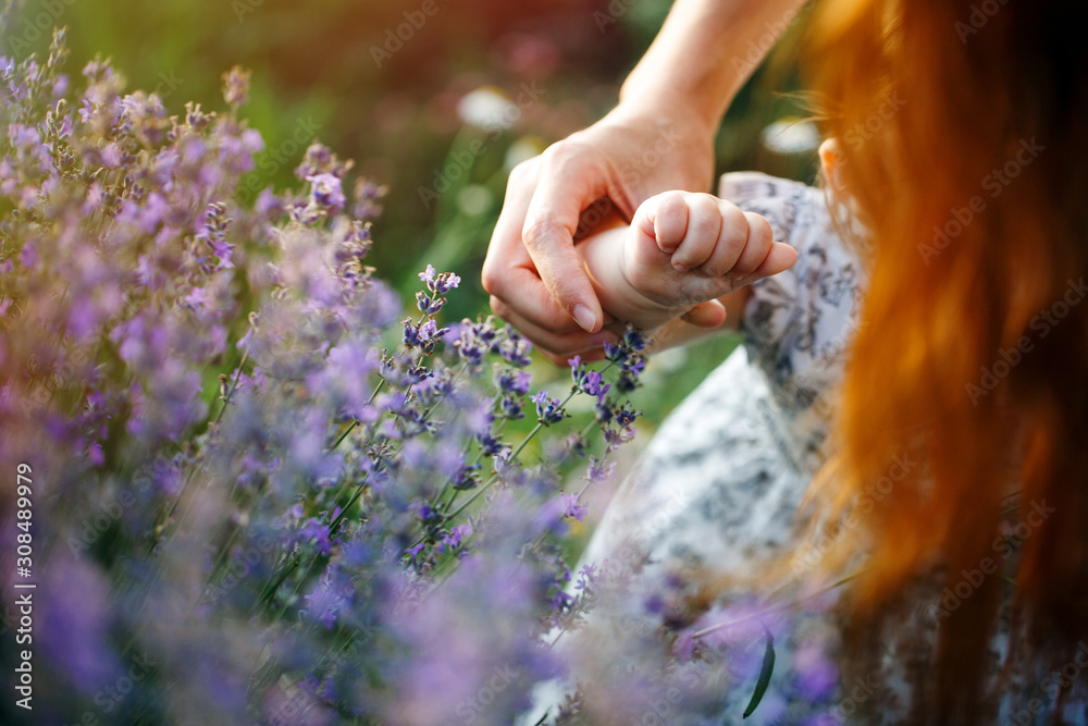 Happy little girl holding a hand of her mother on lavender background. Cute baby playing in meadow field. Family holiday in summer day.