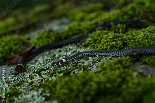 snake wedding. two non-poisonous grass-snakes on the rocks in the moss. 