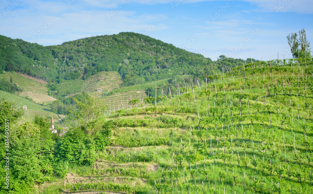 View of vineyards in spring