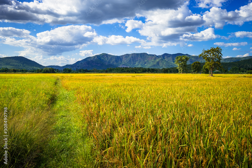 Beautiful Rice Field (Uttardit, Thailand)