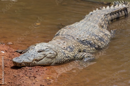 Fotografering Closeup of a white crocodile crawling in a dirty river under sunlight in Senegal