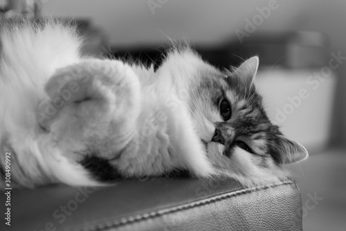 cat on a sofa