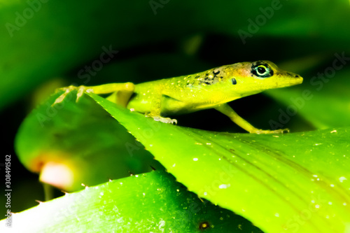 Castle Grant, St. Joseph / Barbados - 04 16 2019: Green Gecko on a leaf in the garden