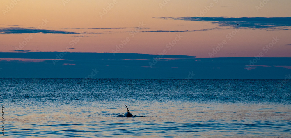 Dolphins at Sunrise