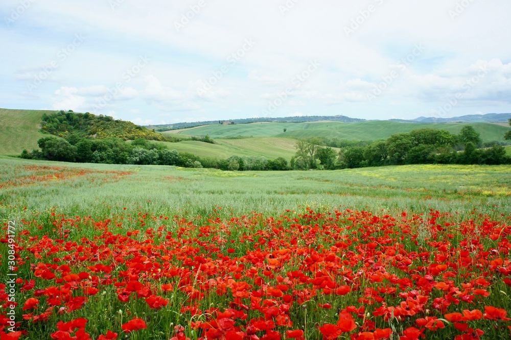 Poppies field in Ttuscany