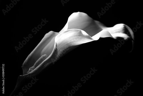 White Calla Lily Flower