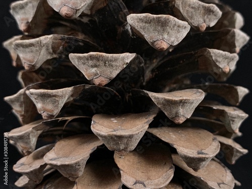 Large cedar cone, on a black background. Fruits of pine without seeds.