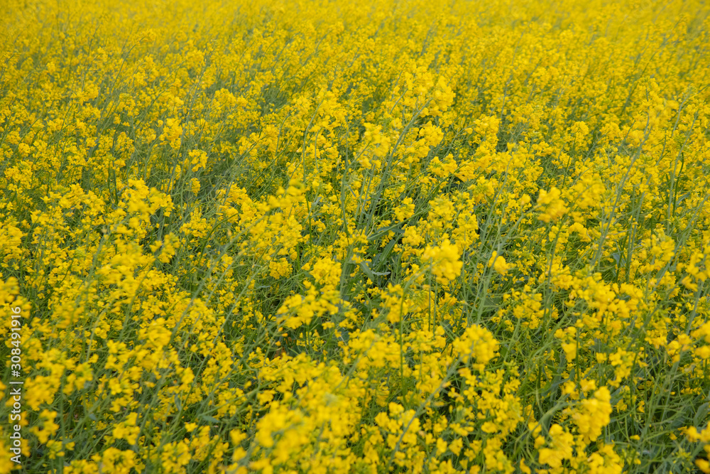 Blooming canola flowers close-up. .Bright Yellow rapeseed oil. Flowering rapeseed, Rapeseed field or canola field Blooming canola flowers close-up. .Bright Yellow rapeseed oil. Flowering rapeseed, Rapeseed field or canola field