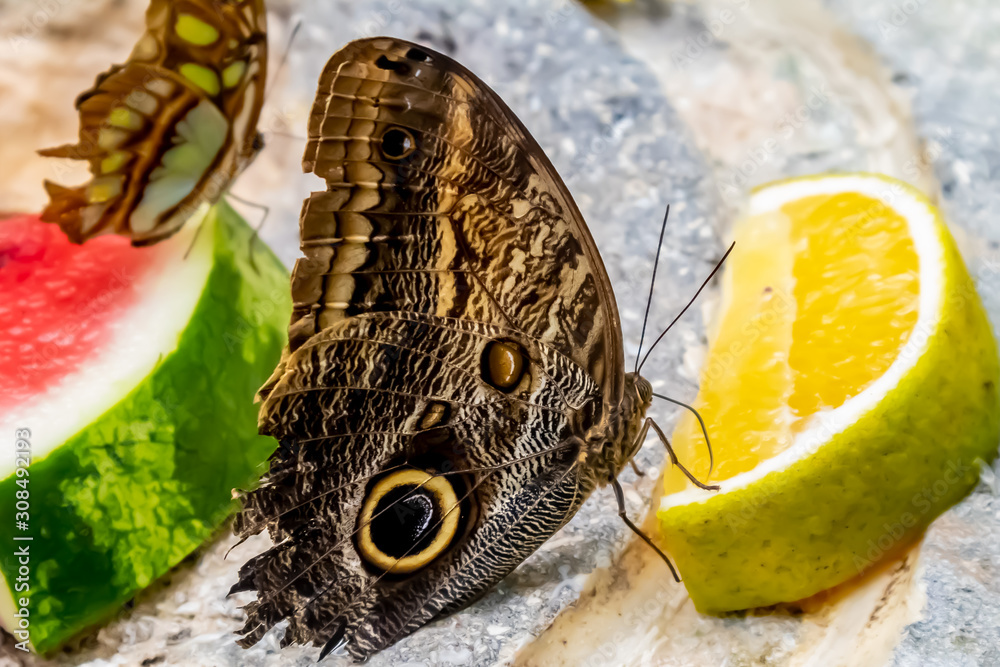 Playa Del Carmen, Quintana Roo / Mexico - 11 10 2019: Owl Butterfly eating lemon and watermelon