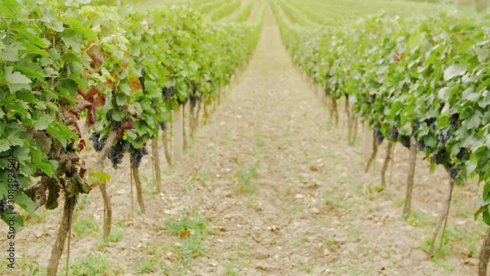 Beautiful Vineyards. Tuscany, Italy. Italian Vineyard: Ripe Grapes On The Vine For Making Red Wine. Wine Grapes Harvest In Italy. Beautiful Vineyards. Tuscany, Italy. Italian Vineyard: Ripe Grapes On The Vine For Making Red Wine. Wine Grapes Harvest In Italy.
