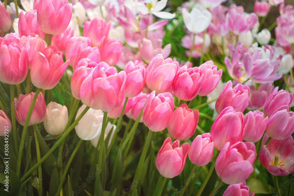 Fototapeta premium Colorful of couple pink tulips against sunlight as floral background