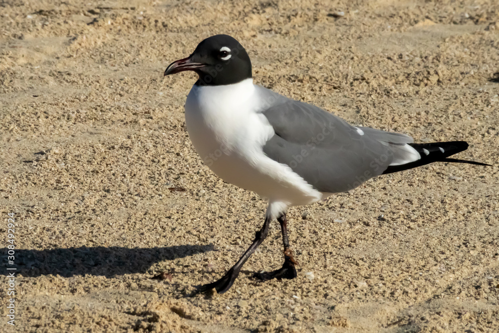 Jolly Beach, St. Mary / Antigua - 04 14 2018: Seagul walking on the beach