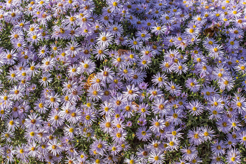 carpet of autumn purple flowers aster dumosus. Blooming carpet of flowers aster dumosus in autumn. Cushionaster, aster dumosus is a garden groundcover plant.  photo