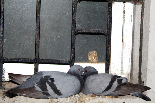 Two pigeons sitting in a wondow photo