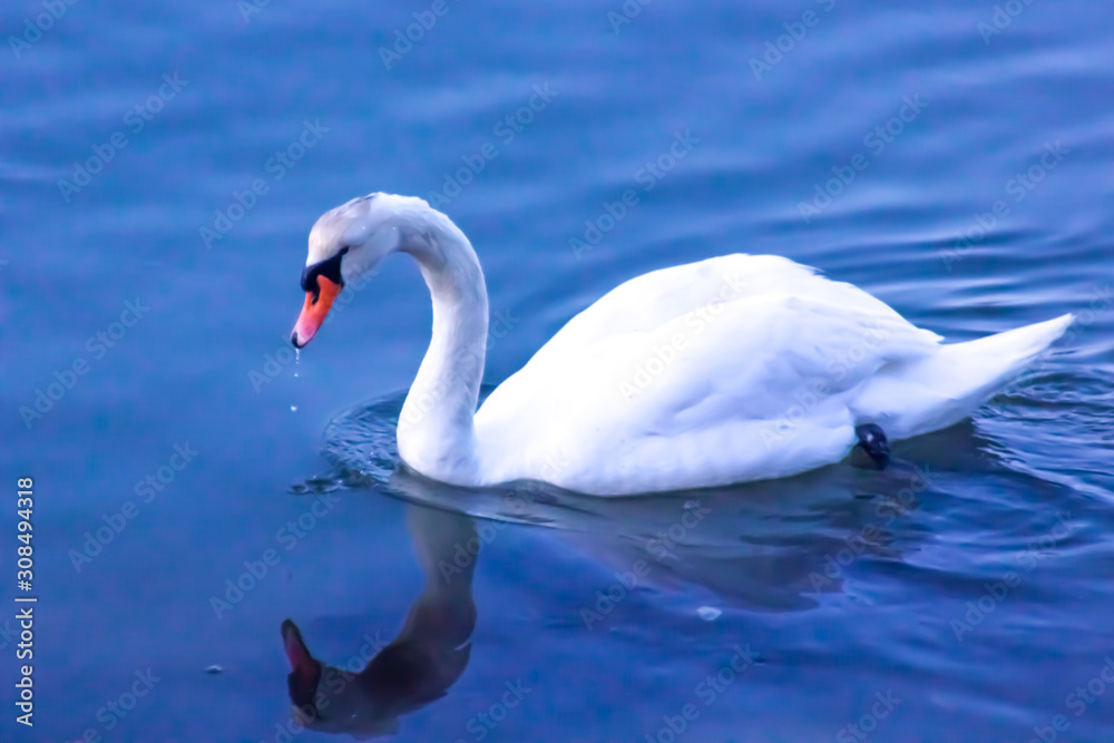 Marchwood, Southampton / UK - 03 04 2018: Swan on River Test Marchwood, Southampton / UK - 03 04 2018: Swan on River Test
