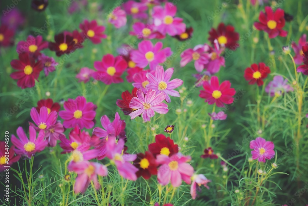 Beautiful summer Purple Pink flower blooming in garden background Beautiful summer Purple Pink flower blooming in garden background