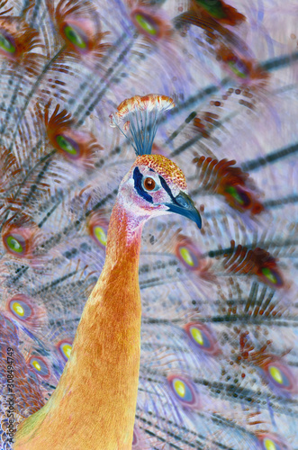 Fairy bird: artistic image based on picture of peafowl male. Amazing peacock in fabulous vivid colors