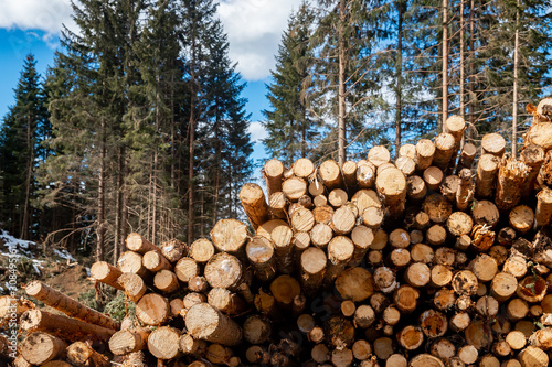 Stacked wood logs tree background blue sky. Concept lumber timber industry deforestation