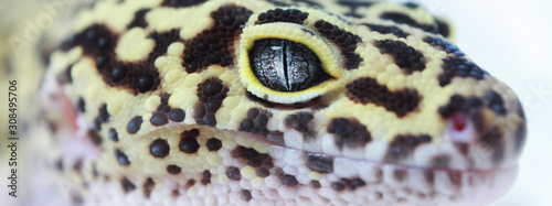Gecko eye © Beth