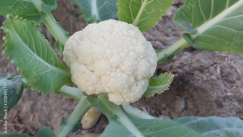 cauliflower in the garden