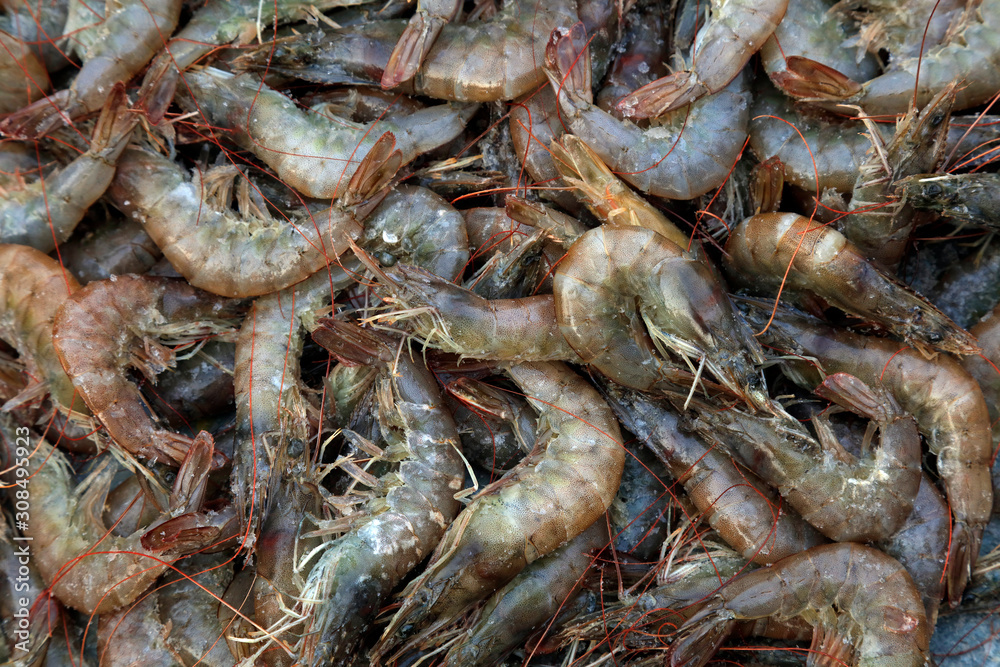 Fresh prawn meat