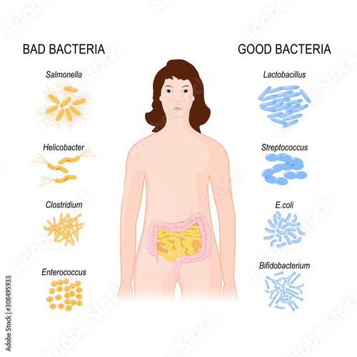 Good and Bad Bacteria. woman with intestines and Gut flora.