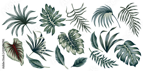 Tropical vintage palm leaves floral clip art. Exotic botanical print.