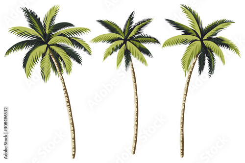 Vászonkép Tropical vintage palm trees floral clip art