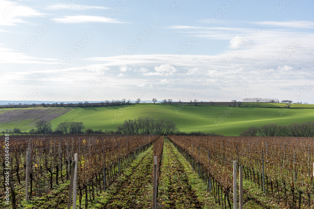 Fototapeta premium View of vineyards and farms in the Svatoborice region of Moravian Tuscany during a sunny autumn day in the background blue sky full of clouds and rugged wavy landscape full of green color.