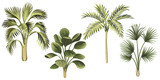 Tropical vintage palm trees floral clip art. Exotic botanical print.
