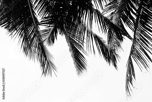 beautiful Palm leaves isolated on white